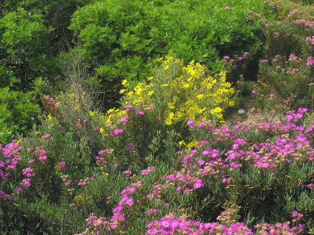 Halimium et Delosperma dans un massif au sol sec