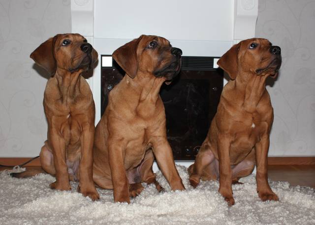 Jeunes chiens de race Tosa (4 mois)