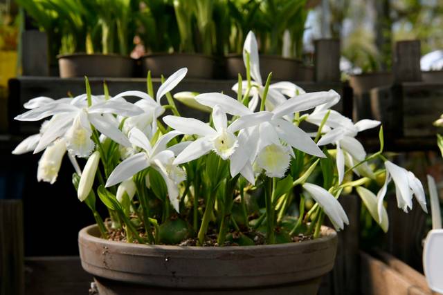 Pleione formosana ‘Alba’