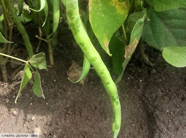 Symptômes de Pseudomonas savastanoi pv. phaseolicola sur gousse de haricot