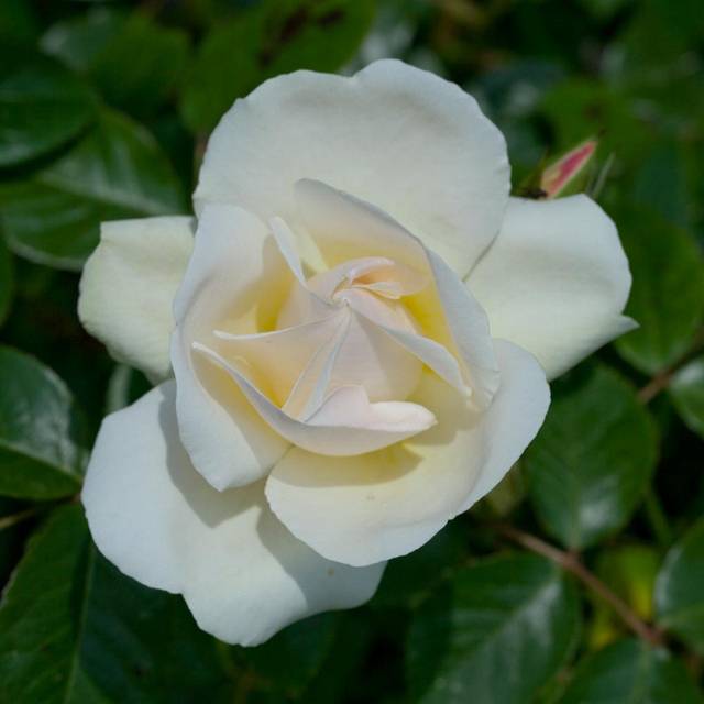 Rose Jean Mus meibeljenb©