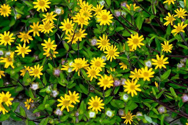 Sanvitalia procumbens