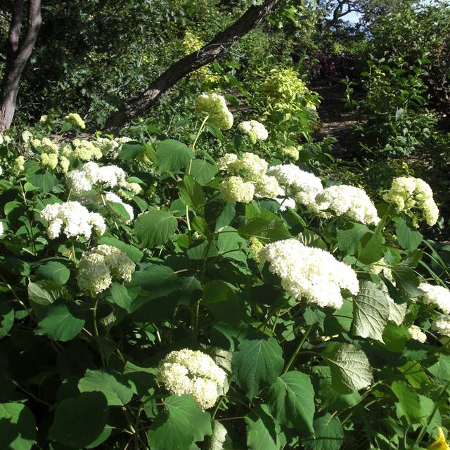 Hydrangea arborescens 'Annabelle' - arbuste fleurs blanches - Flickr