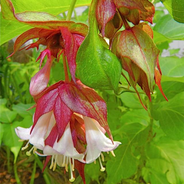 Leycesteria formosa 'Golden Lanterns' - détail fleurs - Flickr