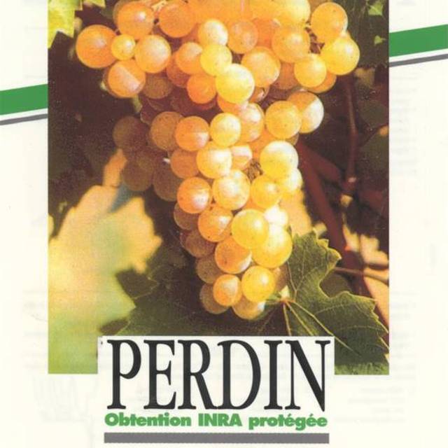 Vigne Ampelia 'Perdin'