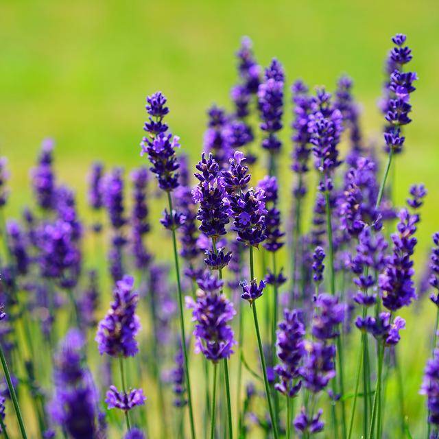 Lavandula angustifolia - Pixabay