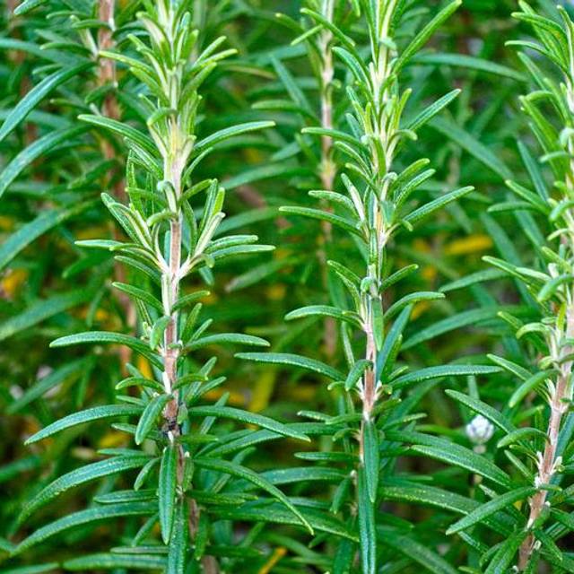 Rosmarinus officinalis - Romarin - Feuillage - Pixabay