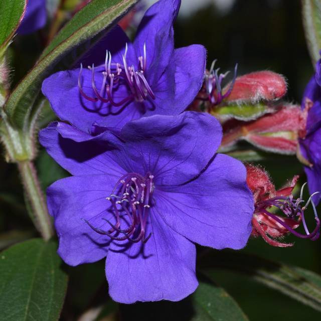 Tibouchina - fleurs - Pixabay