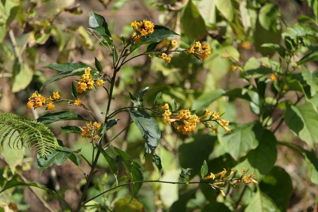 Cestrum aurantiacum