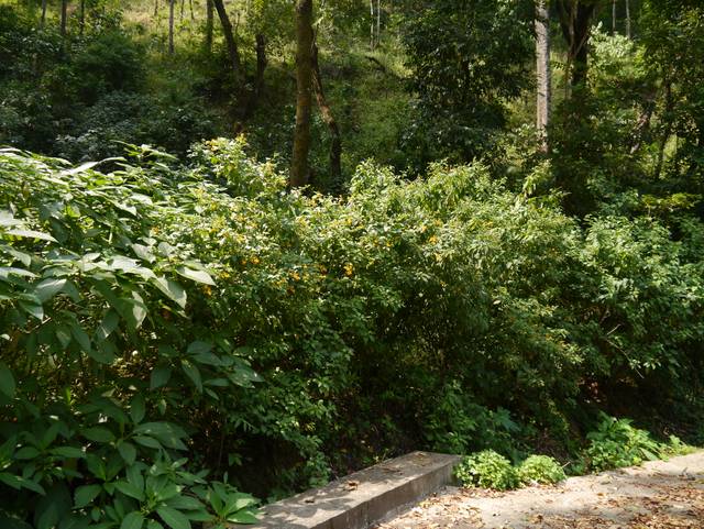 Cestrum aurantiacum dans une haie