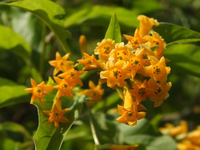 Cestrum aurantiacum : fleurs