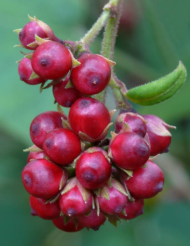 Cestrum elegans : baies