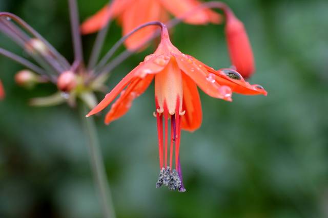 Corail du Mexique (Bessera elegans)