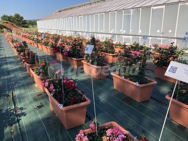 Rosiers testés en bacs, en plein soleil