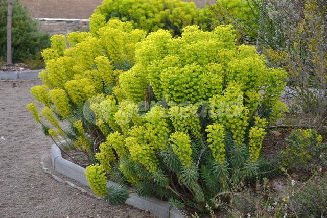 Euphorbia characias