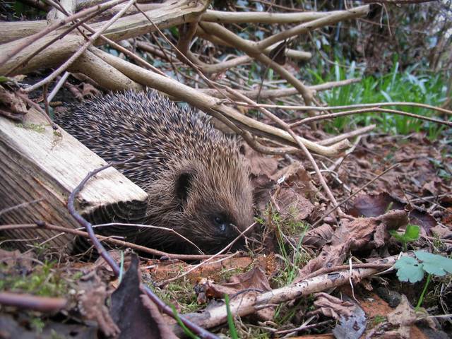 Hérisson sortant d'hibernation en mars