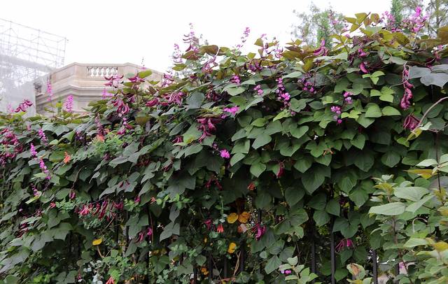 Lablab purpureus, Dolichos lablab