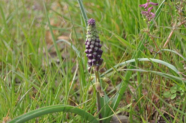 Leopoldia comosa en début de floraison