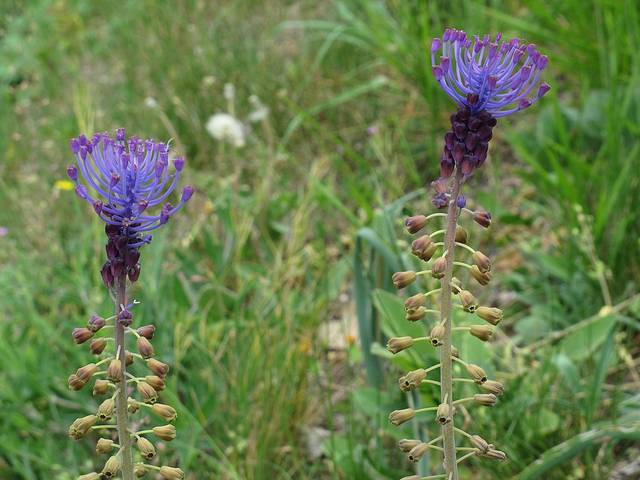 Leopoldia comosa, muscari à toupet