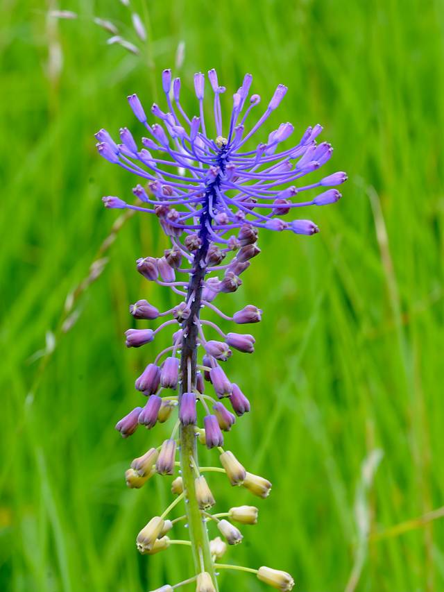 Leopoldia comosa : fleurs