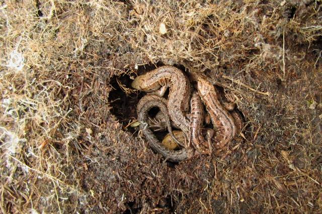 Lézards en hibernation
