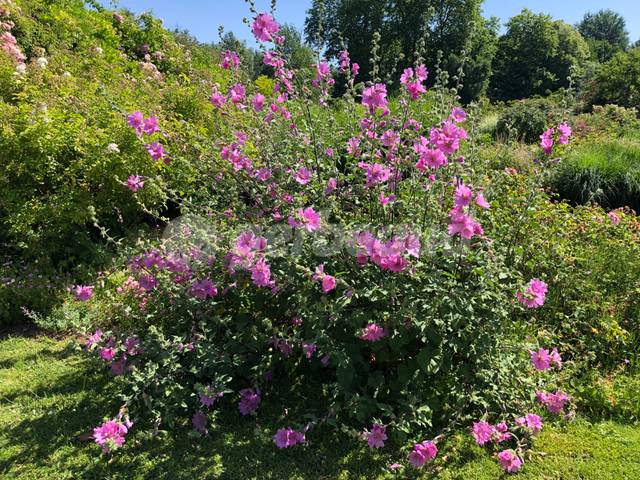 Mauve sylvestre, Malva sylvestris