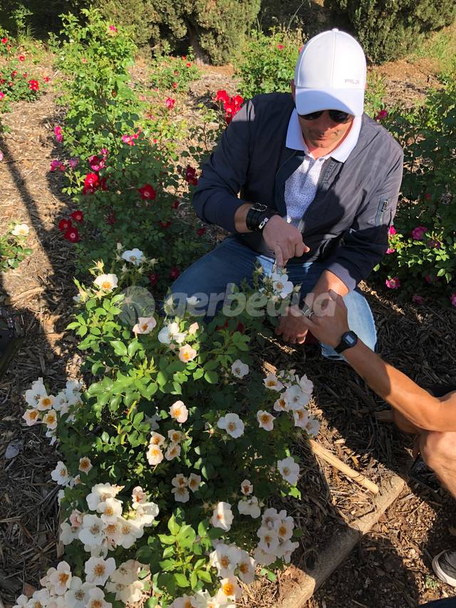 Matthias Meilland présentant la gamme de rosiers Friendly®