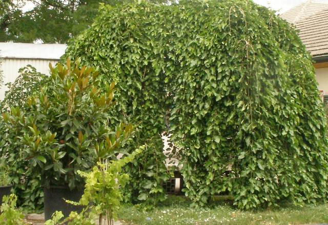 Morus alba 'Pendula'