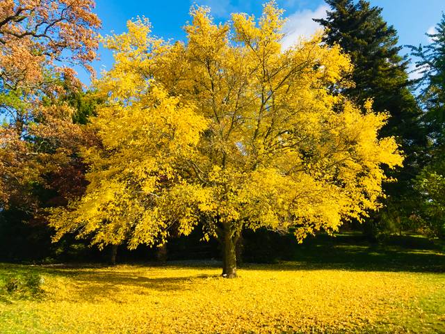 Mûrier de Corée (morus australis) : feuillage d'automne