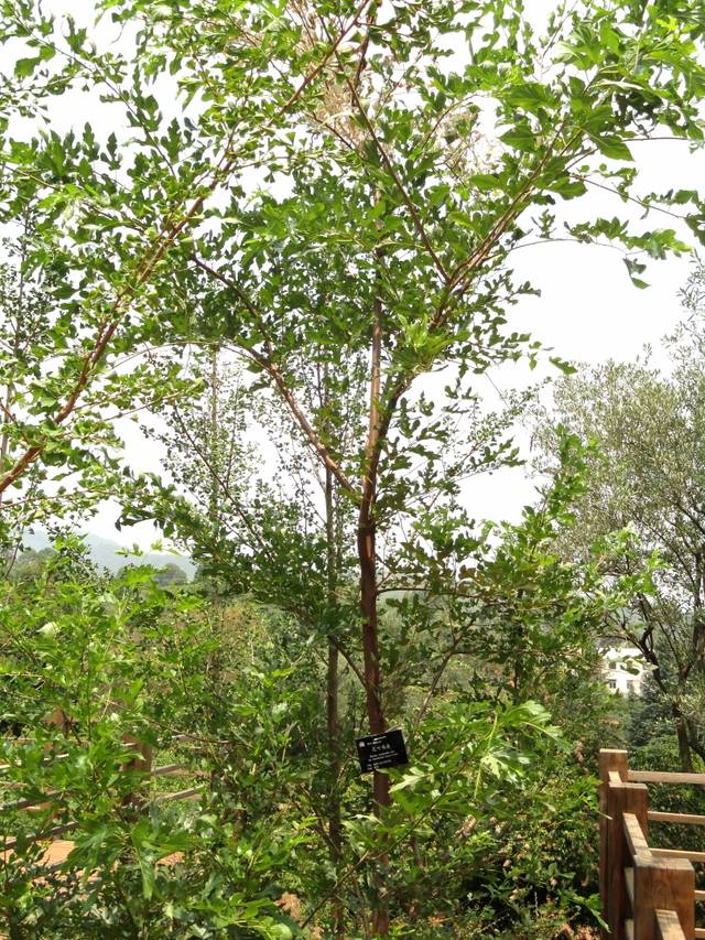 Morus australis var. inusitata