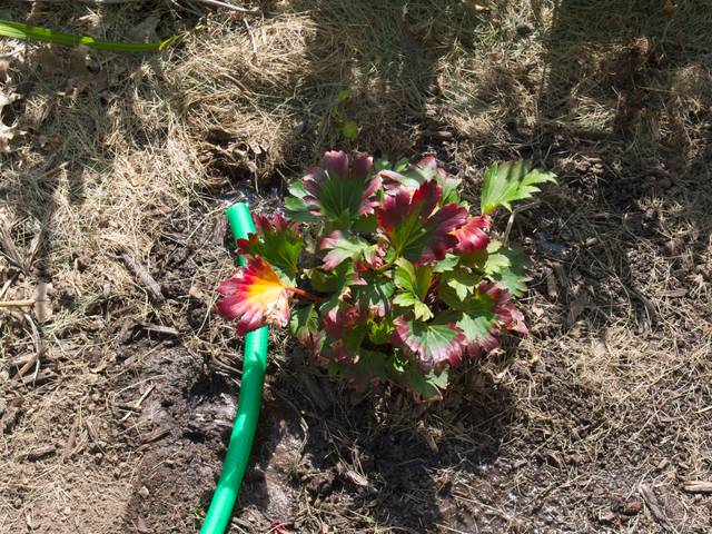 Plantation et arrosage d'un Mukdenia rossii 'Crimson Fans'