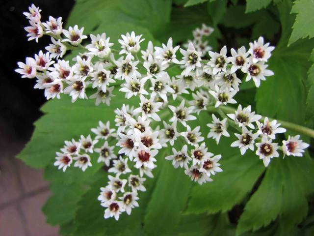 Floraison du Mukdenia rossii (Aceriphyllum rossii) 