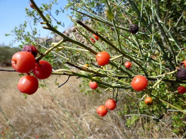 Rouvet blanc, Osyris alba - Fruits
