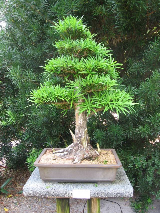 Podocarpus macrophyllus formé en bonsaï