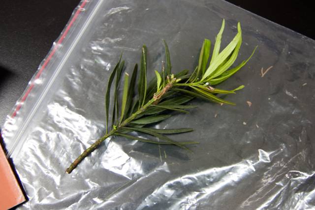 Podocarpus macrophyllus : bouture