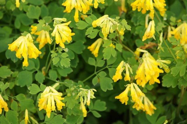 Pseudofumaria lutea (syn. Corydalis lutea)