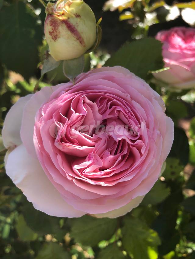 Rose très double, en quartiers