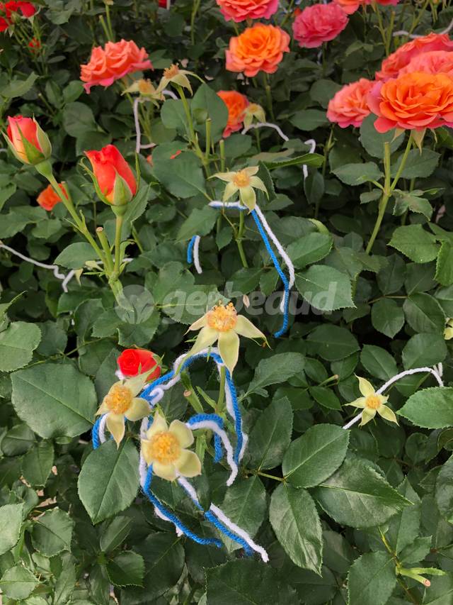 Roses fécondées
