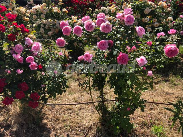 Champ d'essai des rosiers grimpants