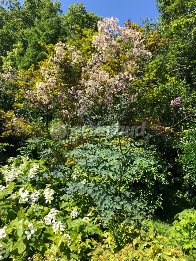 Thalictrum aquilegifolium