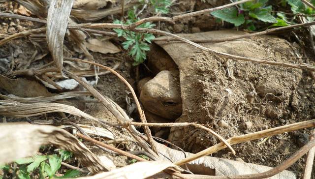 Tortue se réveillant de son hibernation