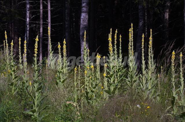 Molène, bouillon blanc (Verbascum thapsus)