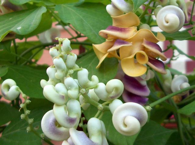 Vigna caracalla, vigne escargot : fleurs