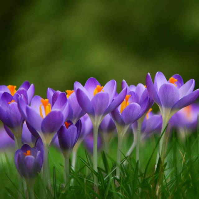 Crocus Jeanne D'Arc - Pixabay