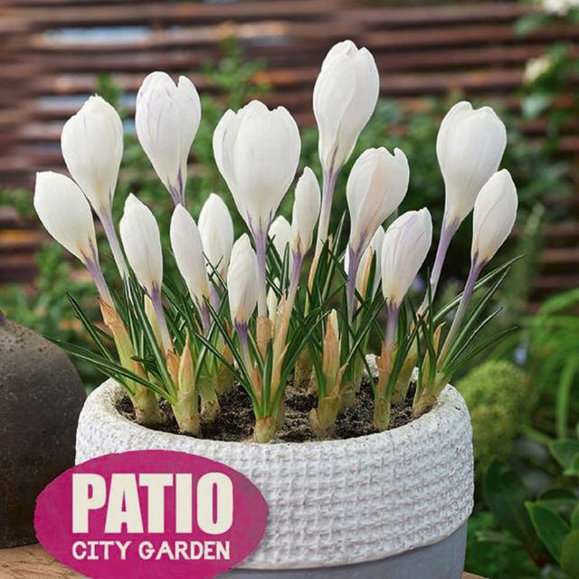 Crocus Jeanne d'Arc
