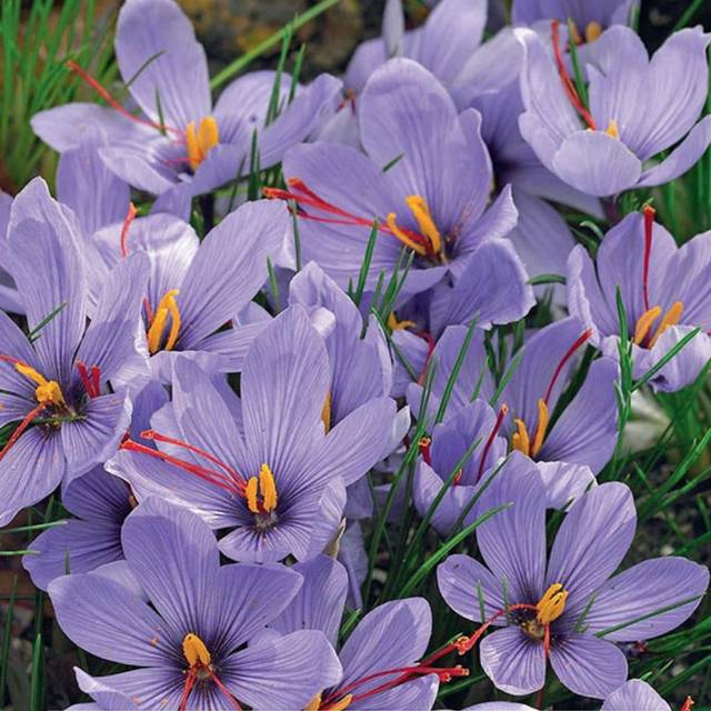 Crocus sativus, crocus à safran
