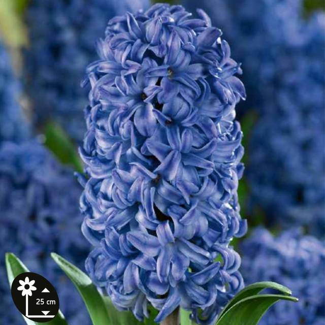 Jacinthe Delft Blue fleur