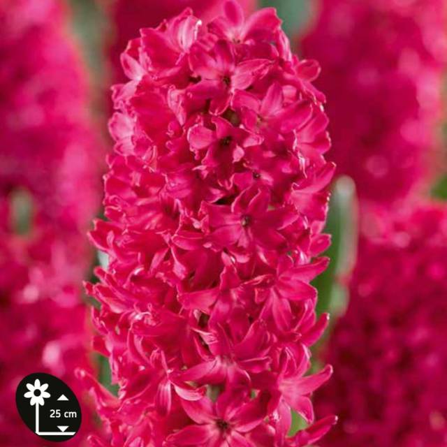Jacinthe Jan Bos fleur