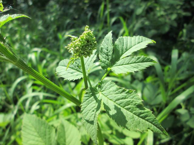 Aegopodium podagraria, égopode podagraire