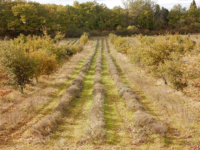 Lavande en agroforesterie (Drôme, novembre)